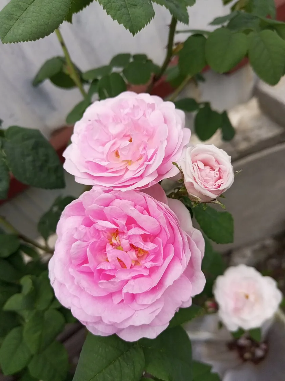 永登苦水玫瑰的玫瑰干花或花瓣