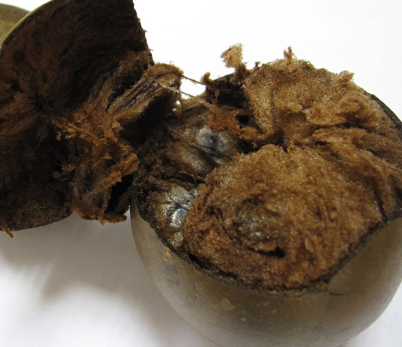 烘干的罗汉果干果