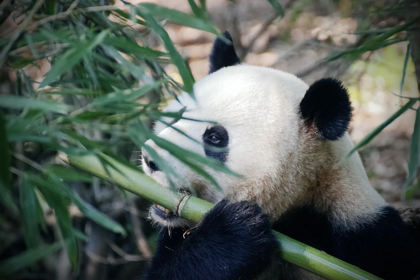 熊猫基地里正在吃竹子的大熊猫,憨态可掬